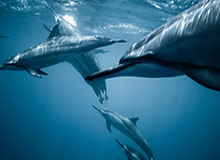 星空体育官网下载-谷爱凌参与米兰冬奥会火炬传递